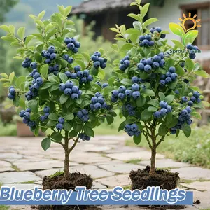 Dwarf blueberry saplings for potted plants, dual-purpose for indoor balcony viewing and picking, sweet and sour fruits, easy to operate for beginners, cold-resistant and drought-resistant fruit saplings