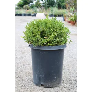 Japanese Boxwood Ball ( Buxus microphylla var. japonica )