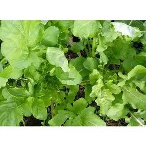 Lettuce: Arugula (Roquette) Seeds