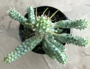 Euphorbia Mammillaris Variegata , 'Corn Cob', Comes in a 2.5" pot