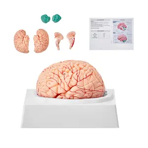 Summervibes VEVOR Human Brain Model Anatomy, 1: 1 Life-Size 9-Part Human Brain Anatomical Model with Labels Display Base, Detachable Brain Model for Science Research Teaching Learning Classroom Study Display