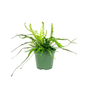 Dragon Tail Fern - Live Plant in a 4 Inch Pot - Asplenium Ebinoides - Rare and Exotic Ferns from Florida