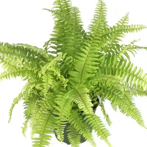 Rita's Gold Fern - Live Plant in a 6 Inch Grower's Pot - Nephrolepis Exaltata - Exotic Textured Foliage for Your Home Office Or Garden Space