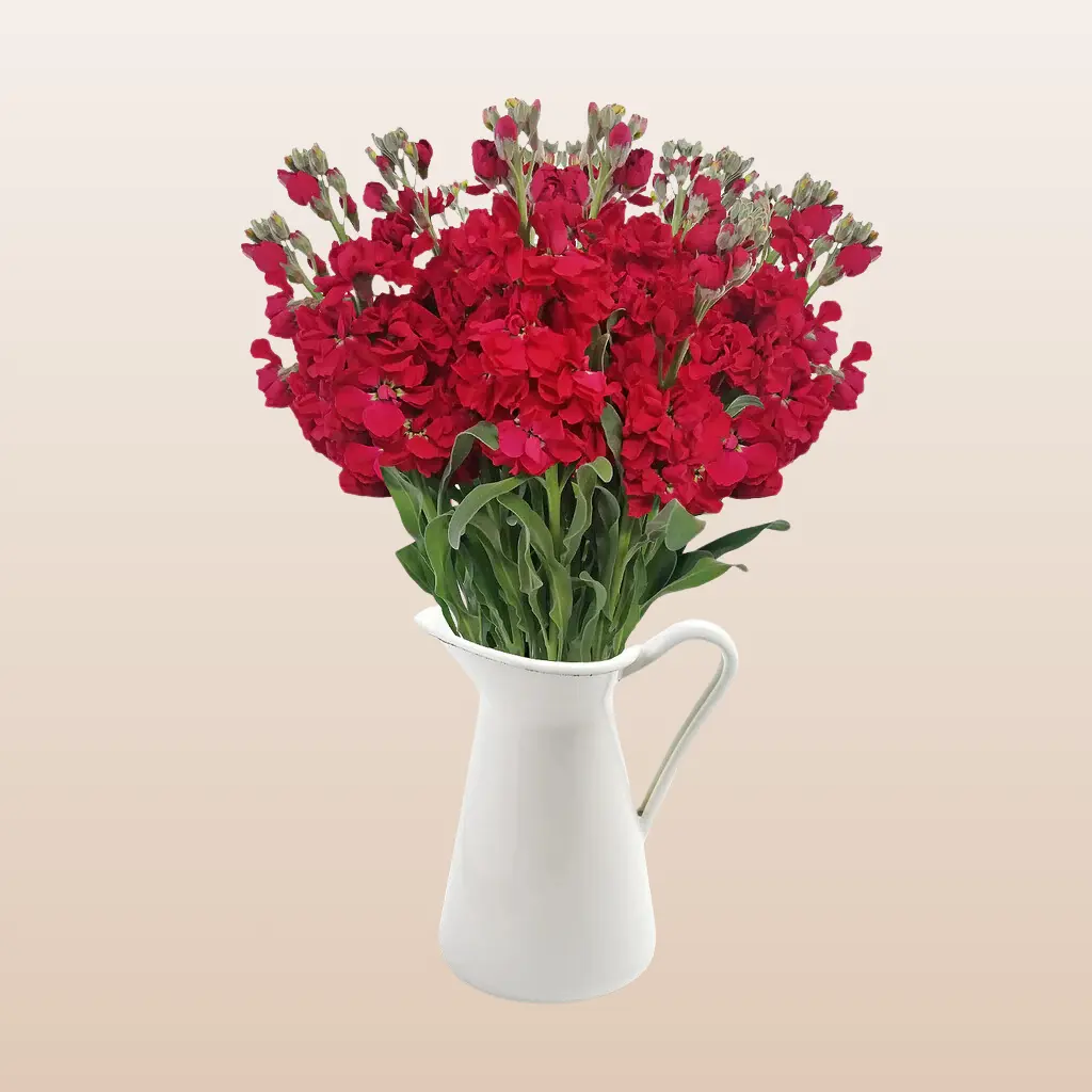 Stock Red Ruby Flowers - 8 Bunches 10 Stems per Bunch 27 Inches Stem Length Light Fragrance for Weddings & Communion