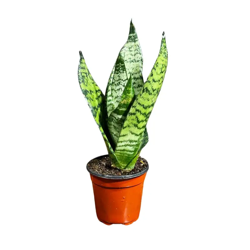 succulent wall art Succulent Plant Bloom Wall Art