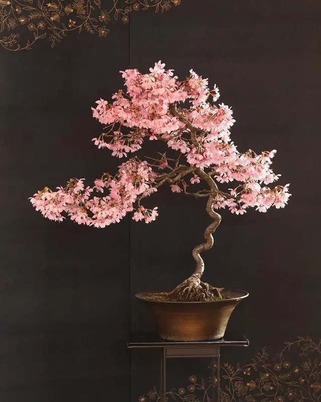 10PCS Cherry Blossom Bonsai Tree Seeds - Easy to Plant & Care for, Full Sun Plants, Symbol of Spring & Renewal, Garden Decor for Bonsai Collectors, Gardening Lovers, Great for Beginners & Experienced Gardeners, Indoor/Outdoor Use