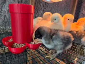 Chick Feeder - Small