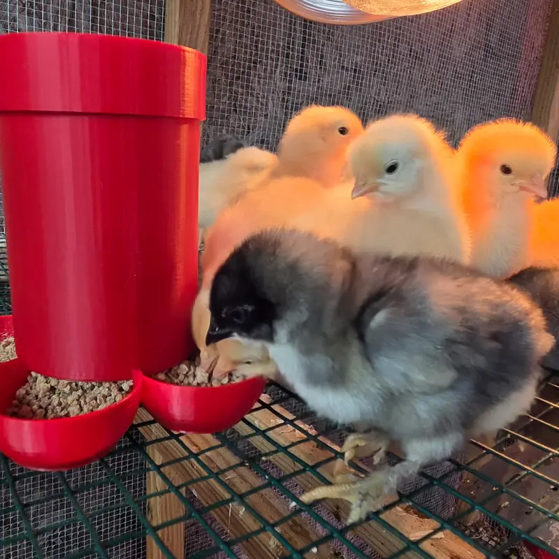 Small Chick Feeder, Farm Animal & Poultry Feeding Tool for Pet Supplies