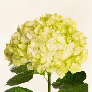 Hydrangeas Lime Green - Select Grade 6-6.5" Diameter, 60-65cm Stem, Full Pack of 30 Stems, Year-Round Availability, 5-8 Days Vase Life