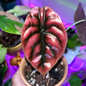 Alocasia Cuprea 2” Starter House Plants Alocasia Cuprea 2” Starter House Plants