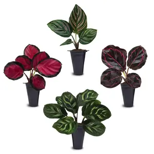Calathea Collection 4 Pack Live Plants Stunning Foliage Prayer Plants Like Orbifolia Rose Painted White Star & Dottie Easy Indoor Tropical Plants Pet Friendly Natural Air Purifiers