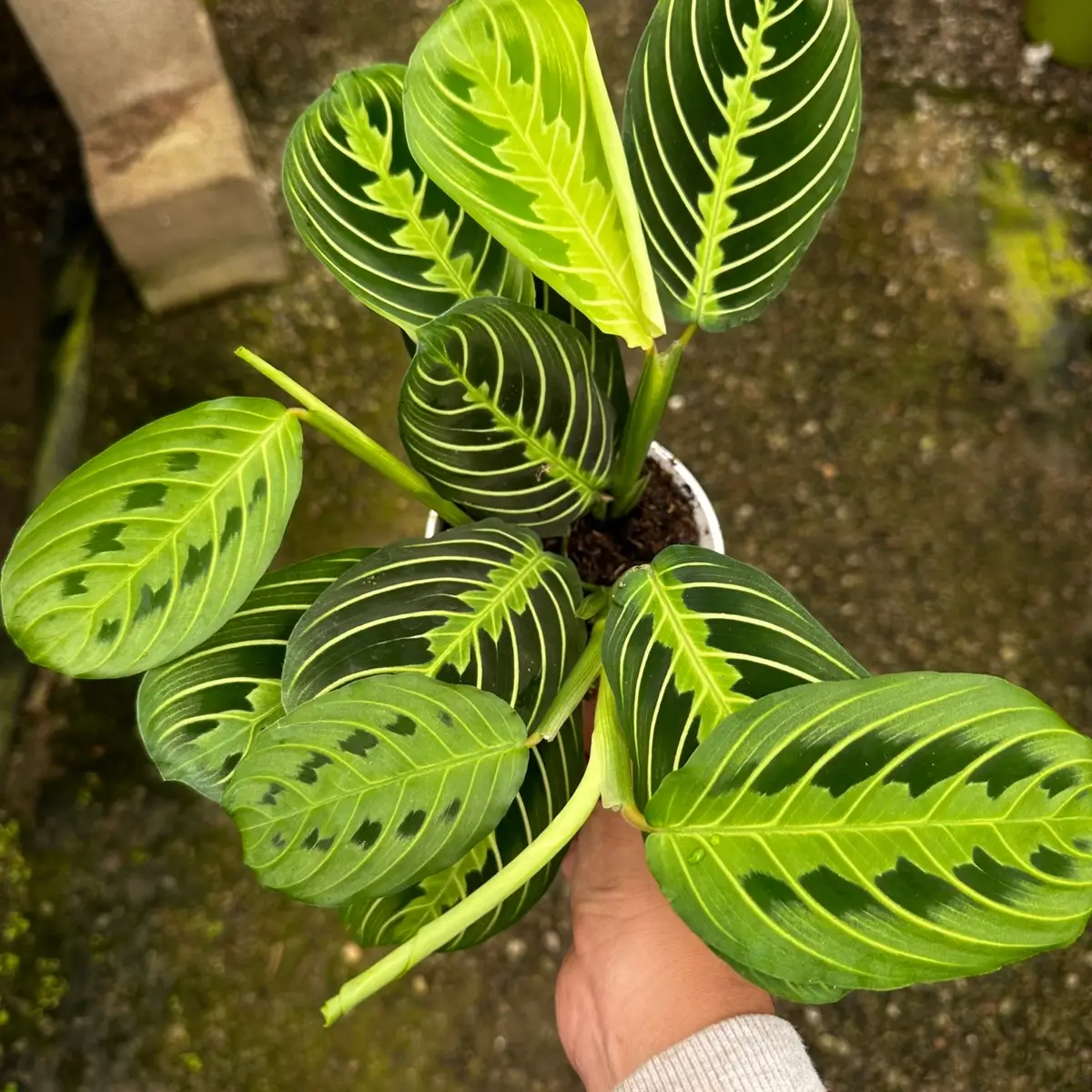 Lemon Lime Maranta prayer plant 4 inch pot