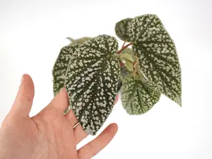 Begonia ‘White Ice’ 4” Potted Live Plant - Angel Wing Begonia - Cane Begonia - Polka Dot Foliage - Silver Spots - Tropical Houseplant - Dark Green Leaves - White Flowers - Easy Care - Unique Indoor Climbing Shrub - Statement Foliage - Hardy, Easy Care