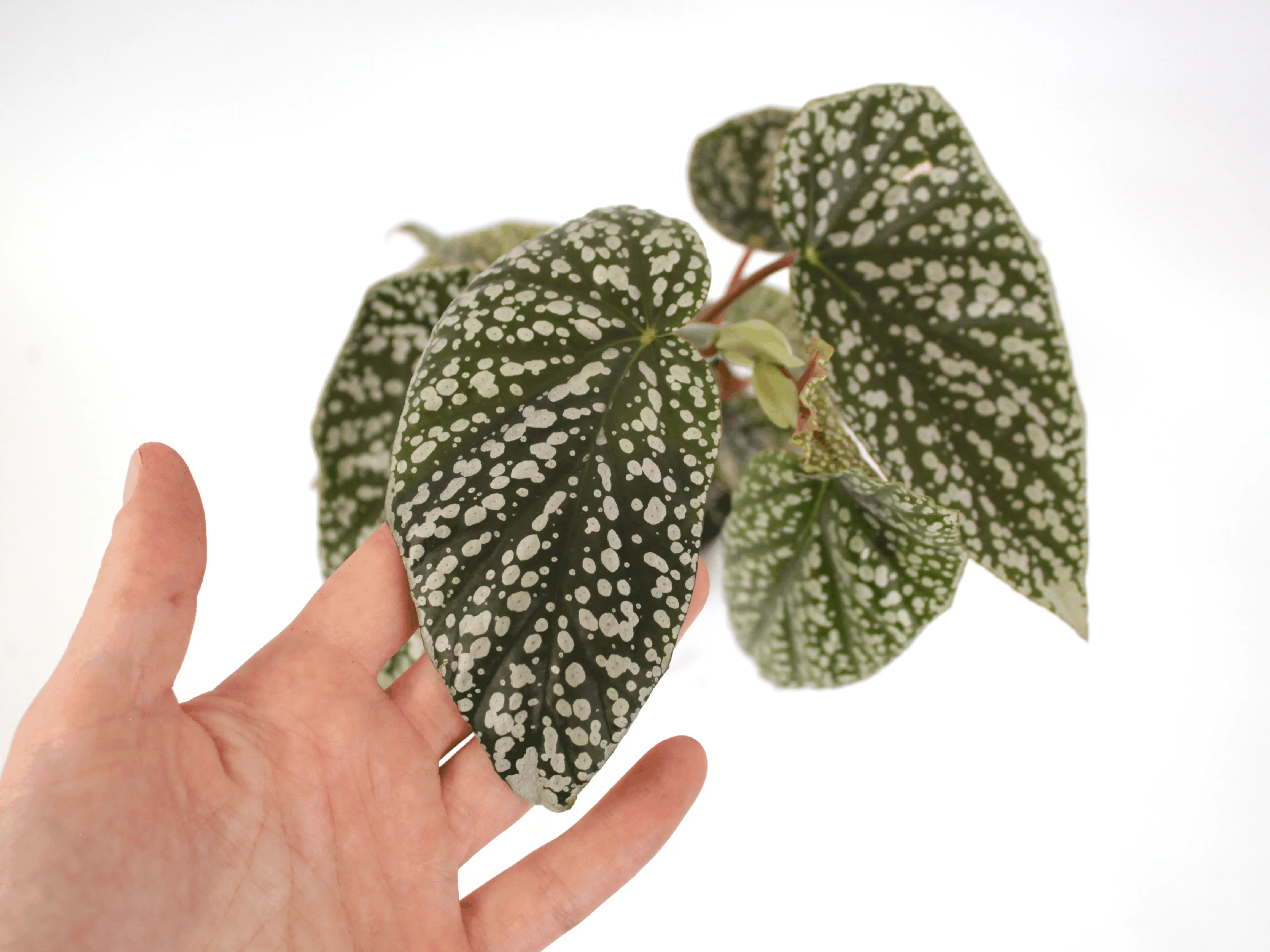 Begonia ‘White Ice’ 4” Potted Live Plant - Angel Wing Begonia - Cane Begonia - Polka Dot Foliage - Silver Spots - Tropical Houseplant - Dark Green Leaves - White Flowers - Easy Care - Unique Indoor Climbing Shrub - Statement Foliage - Hardy, Easy Care