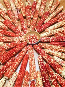 TomorrowSeeds - Starburst Manna Ornamental Corn Seeds -  Red White Magic Painted Mountain Parching Indian Maize Untreated Seed for 2024 Season