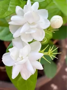 30pcs Jasmine Flower Seeds Jasminum Sambac Seeds Arabian Jasmine Broadleaf Evergreen Low Maintenance Fragrant Showy Patio Borders Outdoor 30+Pcs Flower Seeds