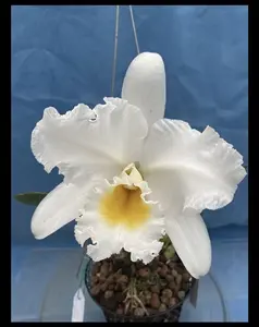 Cattleya M. L. McKenzie x Rlc Meditation Orchid 2” Pot White Starter Plant