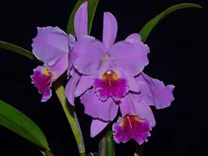 Cattleya Carmen