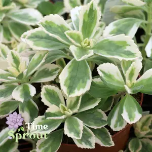 Plectranthus neochilus variegatus 'Lobster Flower'