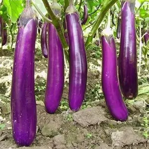 350 Long Purple Eggplant Seeds Heirloom Variety Non-GMO Vegetable Seed Ideal for Summer Fall Harvest Thrives in Full Sun Zones 2-10 All Seasons