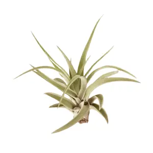 Velutina Air Plant