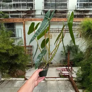 Billietiae 6" Philodendron Billietie 6" Plant from the United States with Minimal Attributes Provided