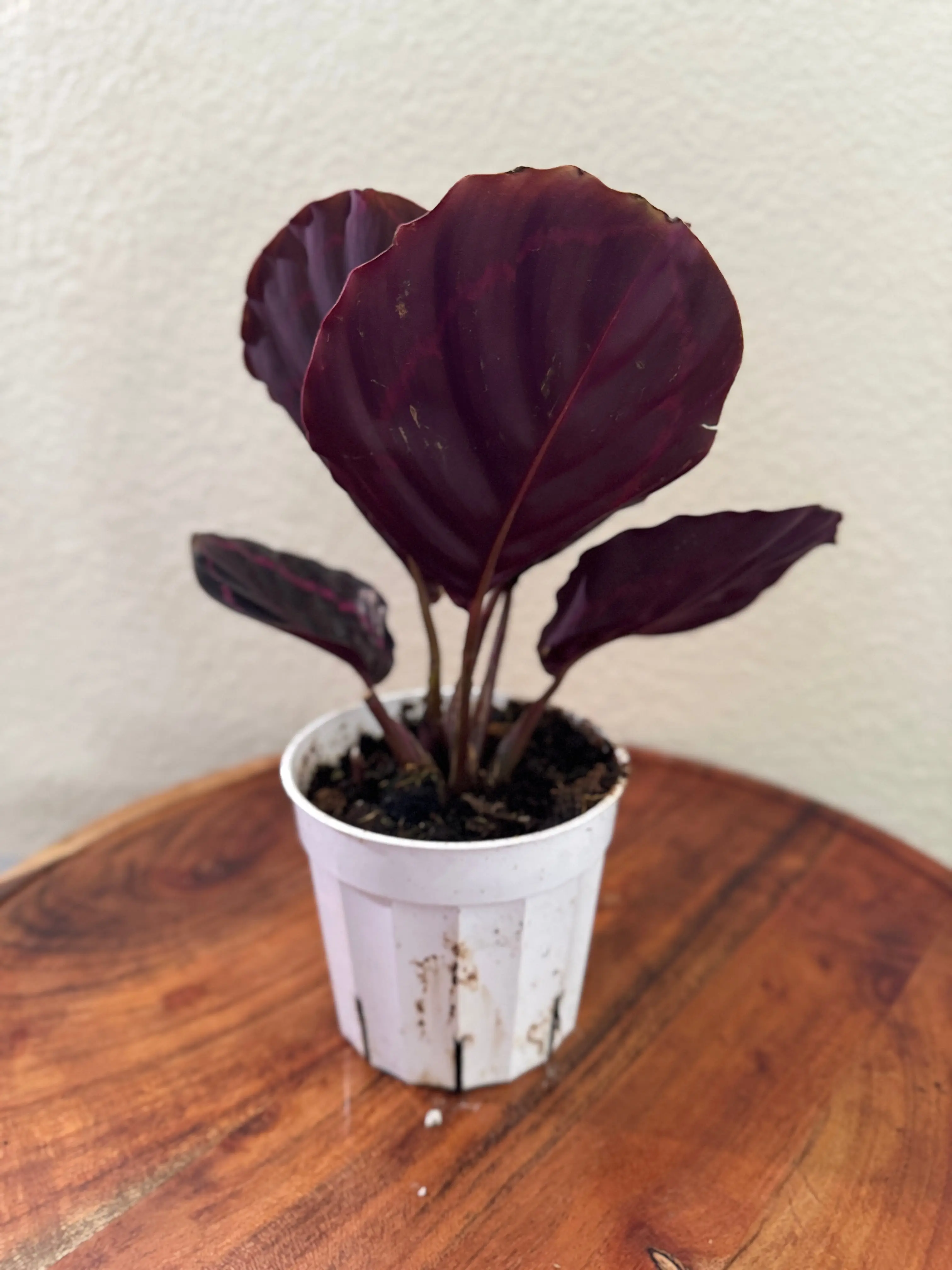 big snake plant city Sansevieria Plant With Same-Day New York City Delivery Available – City  Blossoms main image 1