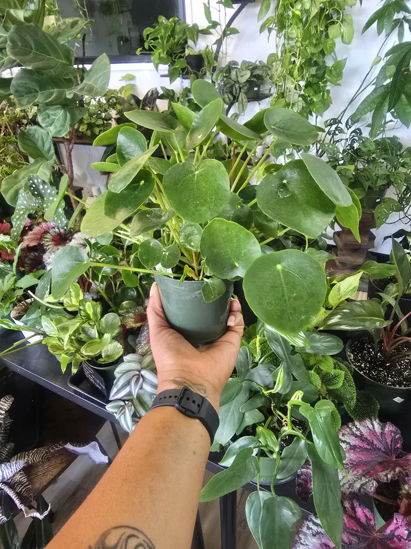 chinese money plant flower - TikTok Shop