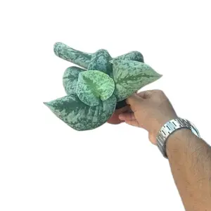 Scindapsus Picta Exotica - 4 Inch