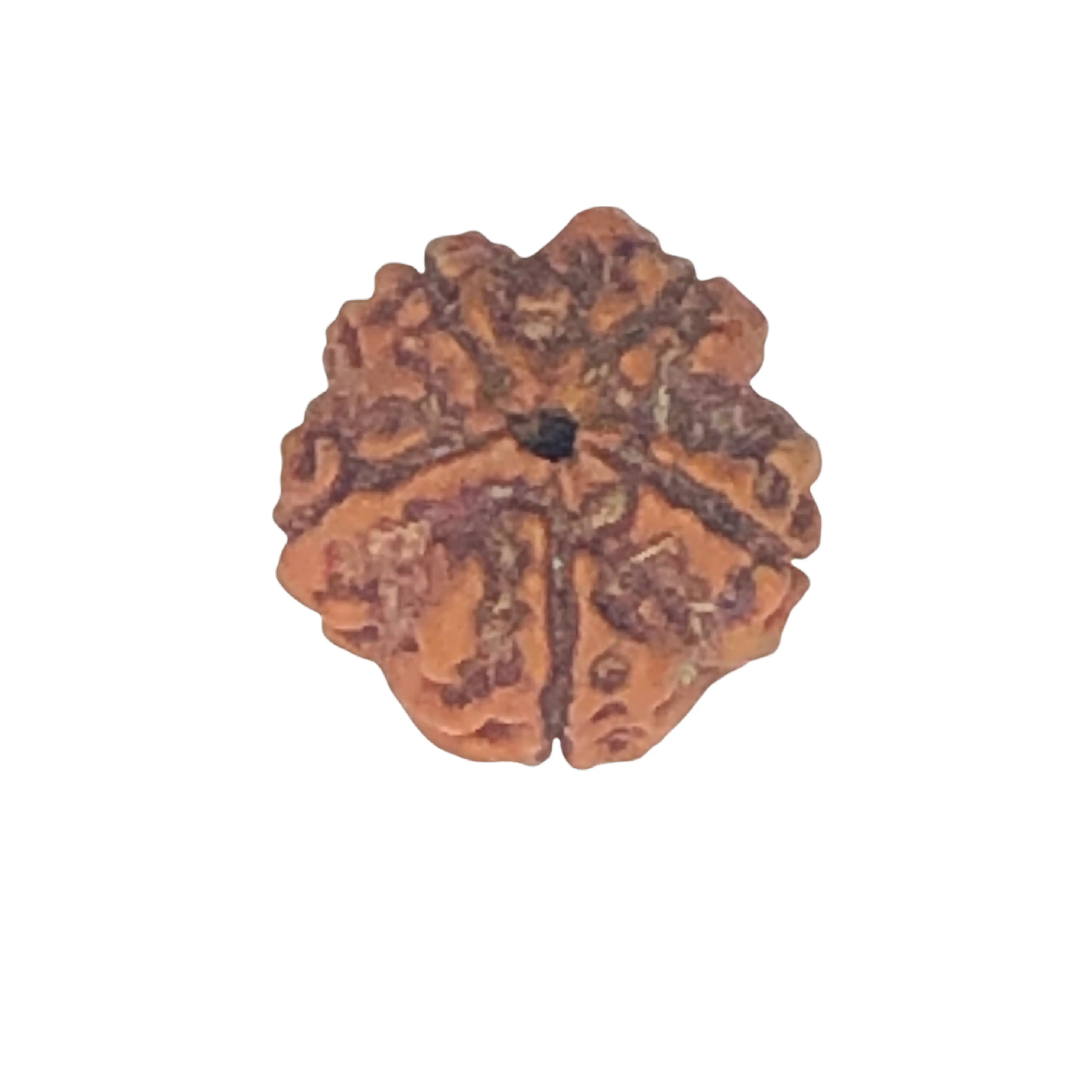 Himalayan 5 Mukhi Rudraksha Bead for Self Empowerment and Meditation