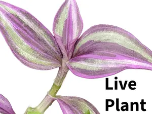 Tradescantia zebrina "Pink Paradise"