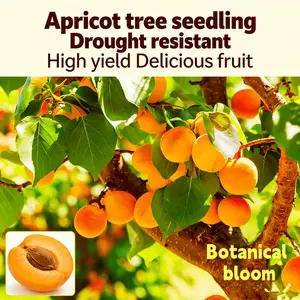 Apricot seedlings, entry level for home gardening, easy to root and care for, sweet meat, natural aroma, suitable for balconies, garden potted plants, and edible fruit trees grown on the ground