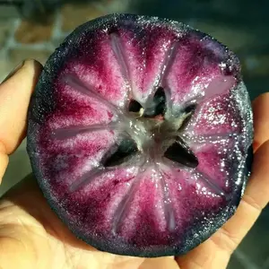3 SPROUTED PURPLE STAR APPLE TREE SEEDS Caimito Chrysophyllum cainito RARE FRUIT
