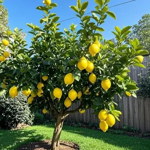40+ Lemon Seeds - Non-GMO, High-Yield, Fast-Growing, Juicy & Tart Lemons, Perfect for Home Gardens & Indoor Pots