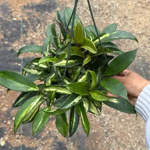 Hoya krimson princess 6 in pot plant