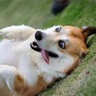 Pet Training Clicker with Wrist Strap - Dog Training Clickers (New Black + Blue) Pet Training Clicker with Wrist Strap - Dog Training Clickers (New Black + Blue)