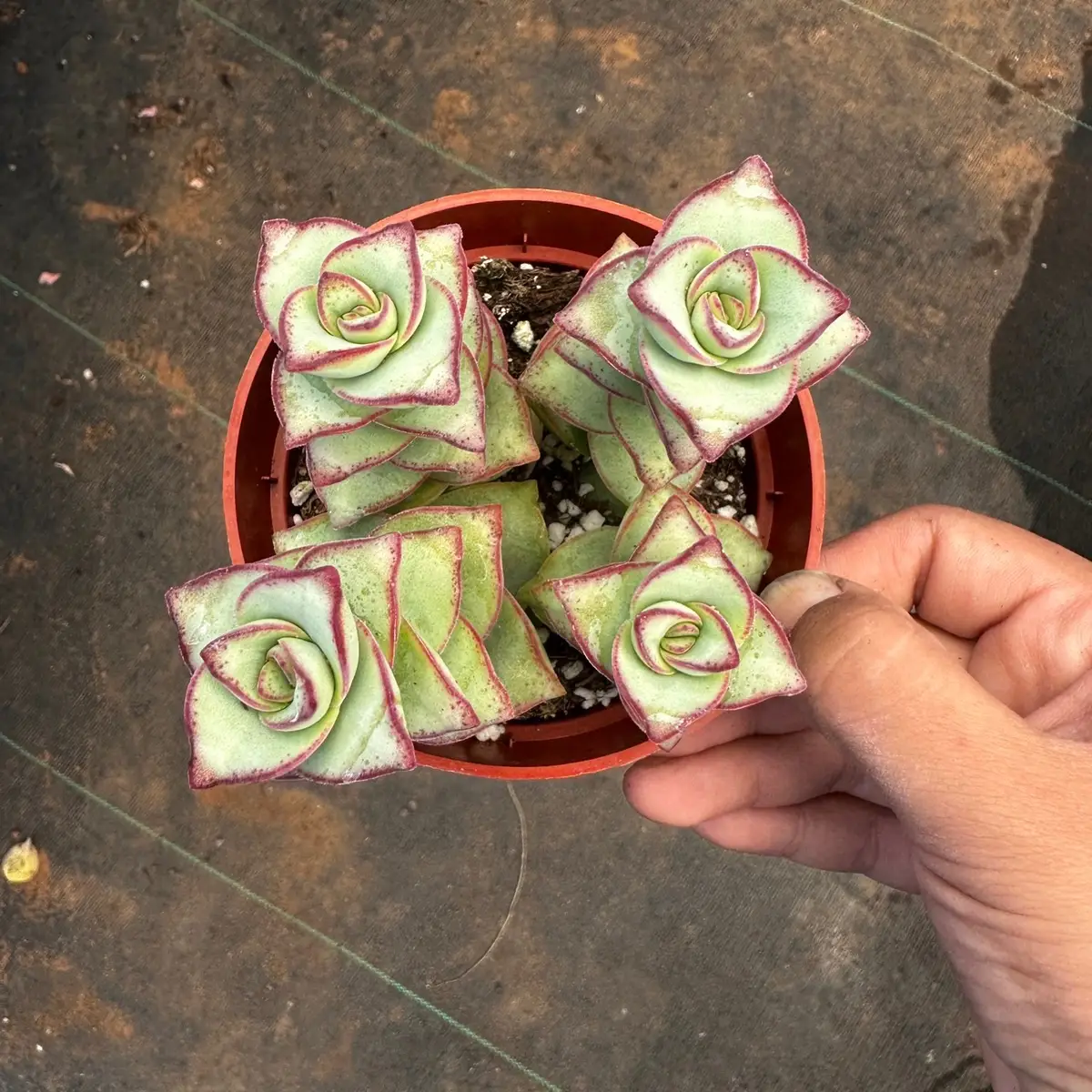 Crassula Perforata string of buttons 4 in pot succulent