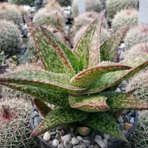 Gasteraloe " Green Gold "