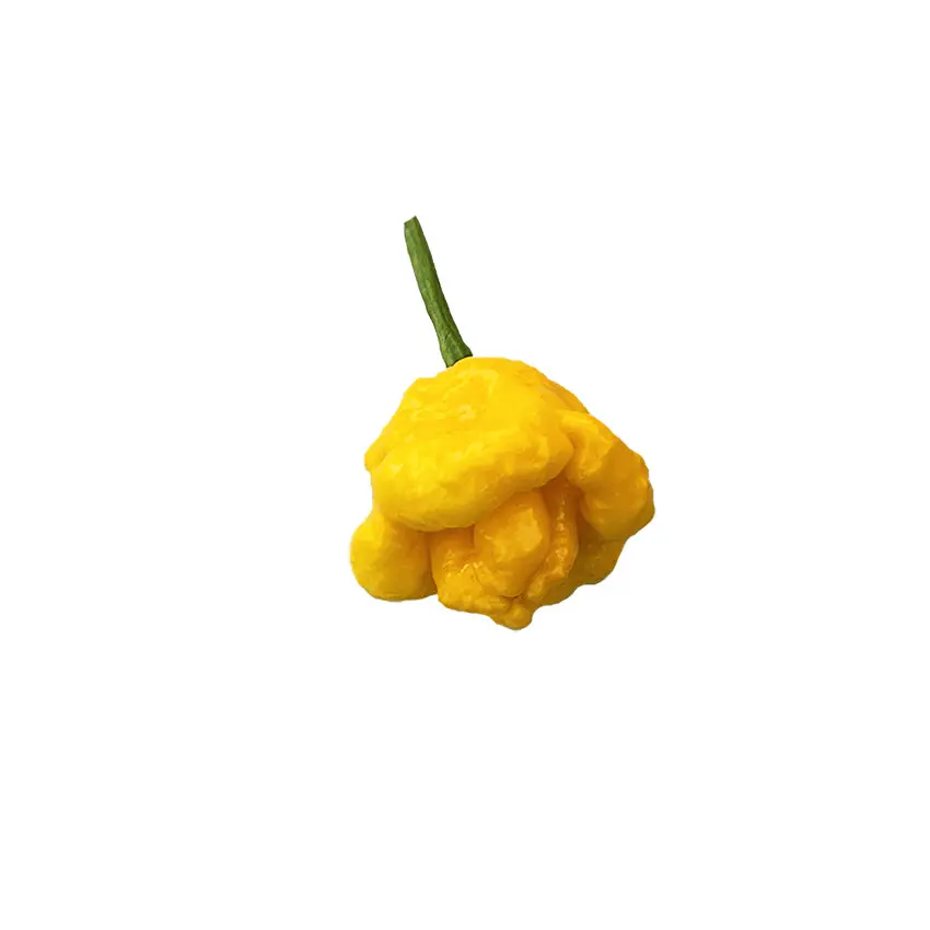 Scotch Bonnet Yellow Pepper Seeds - Authentic Caribbean Heat, Fruity Flavor - ON SALE