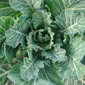 Collard Green Seeds - Georgia Southern Creole