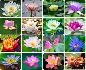 20PCS Bowl Lotus Seeds Bonsai Lotus Seeds for Planting, Water Lily Flower, Aquatic Plants Seeds, Pond Plants,Non-GMO Home Garden Plant Seeds, Flowering Aquatic Bonsai Plant