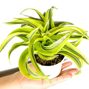 4" Dracaena Lemon Surprise, Beginner Friendly Live Houseplant, Indoor Plant