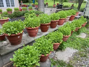 2-Year Food Survival Kit with Torpedopot 25 Planter Irrigation Starter Bundle Microgreen Seeds Programmable Timers Organic Supplements Eco-Friendly Design Long-Lasting Investment for Sustainable Food Production