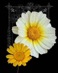 Garland Daisy Seeds