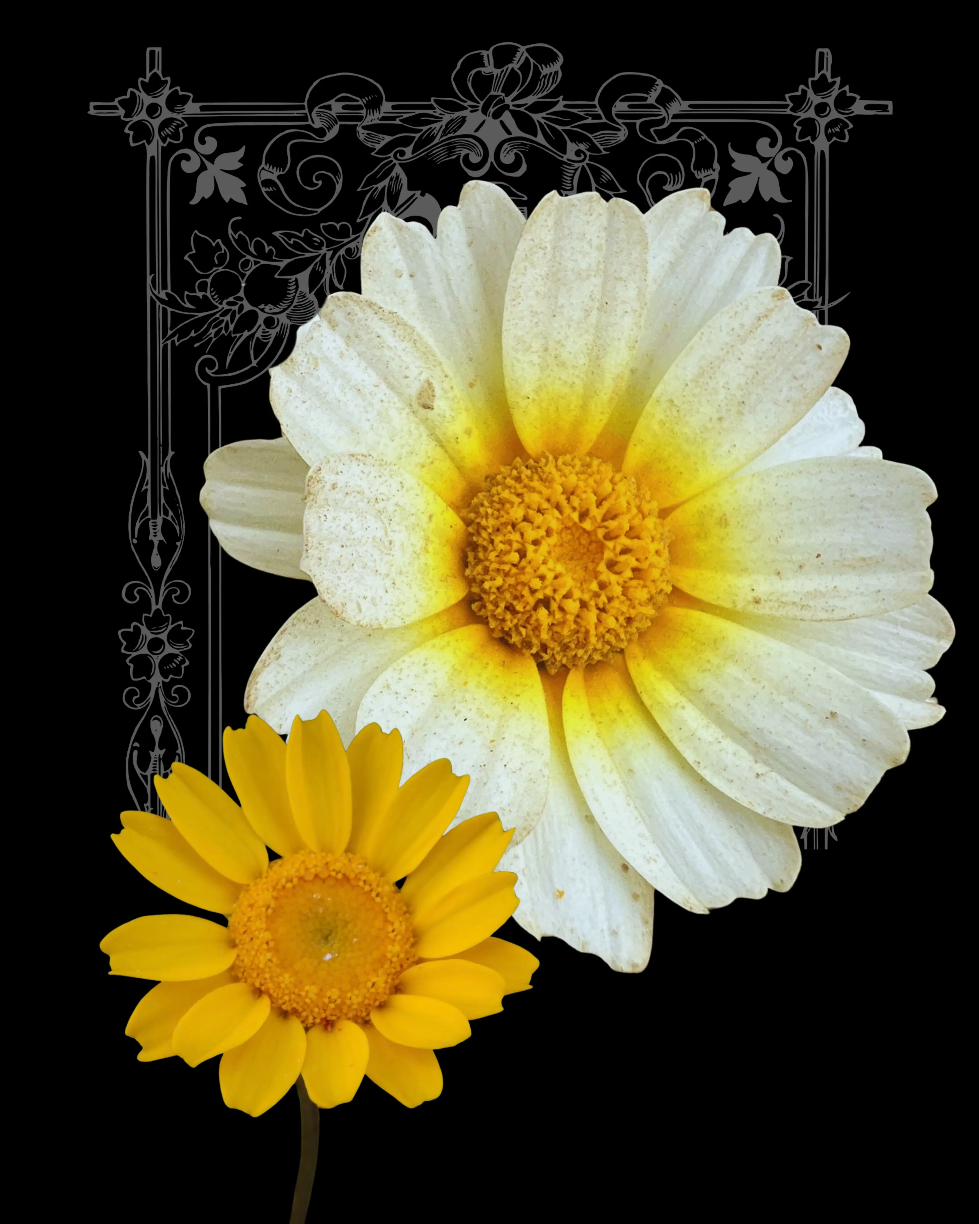 Garland Daisy Seeds