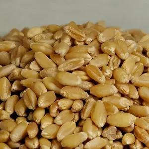MAI'S FAMILY 1 lb Organic Hard White Wheat Berries - Mill-Direct Whole Grain Seeds for Wheatgrass, Sprouting, Home Milling