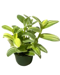 4" Tradescantia Pistachio – Live Plant