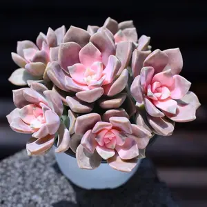 【Live Plant】Graptopetalum Superbum | Rare Purple Pink Succulent | Easy-Care Air Purifying Houseplant for Home Garden Decor,Plant for Home Office Decoration, DIY Projects, Party Favor Gift,US-Grown for American Homes
