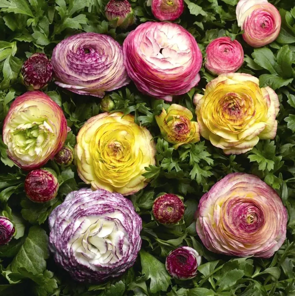 Mixed Color Ranunculus Bulbs for Planting Beautiful Buttercup Flowers Easy Growing Spring Garden Blooms for Outdoor Beds Containers and Bouquets