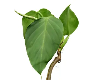 Philodendron dodsonii